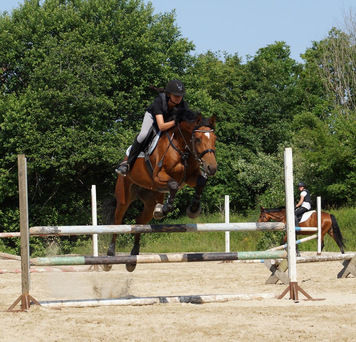 Dansk Varmblod Retina || - Spring træning, 2013 billede 2