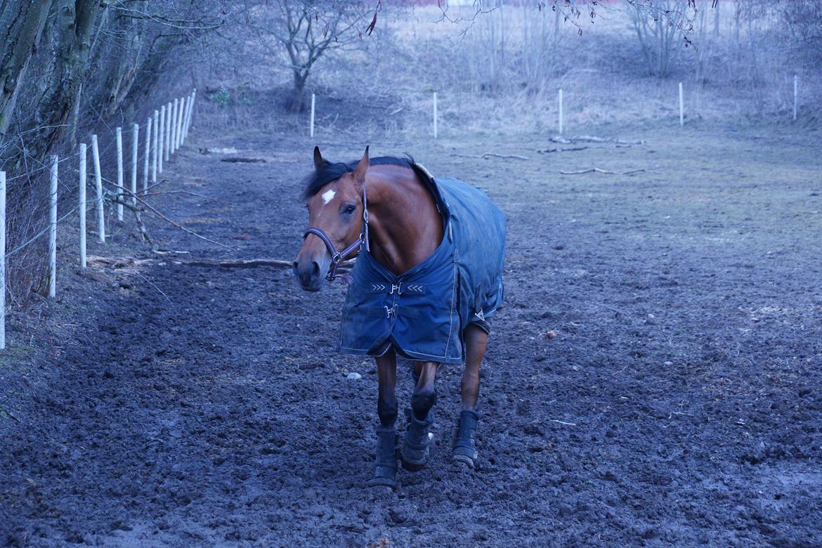 Dansk Varmblod Retina || - Fold, 2013 billede 3