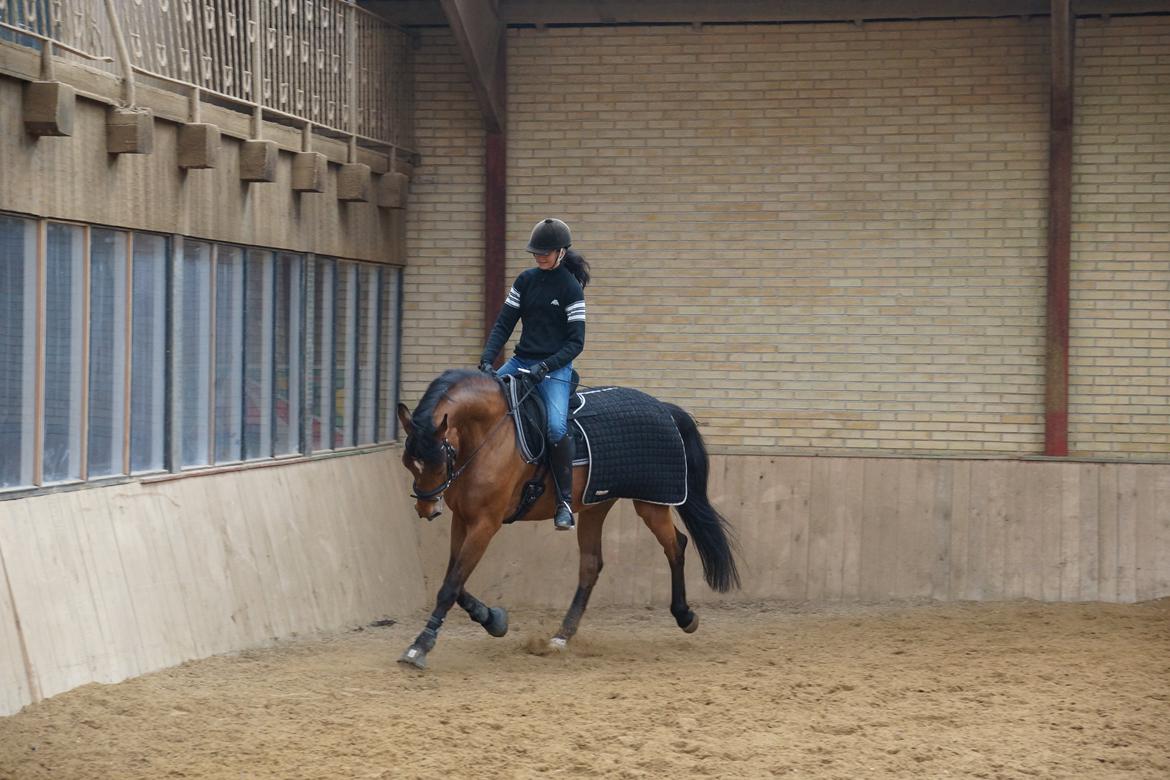 Dansk Varmblod Retina || - Dressur træning, 2013 billede 4