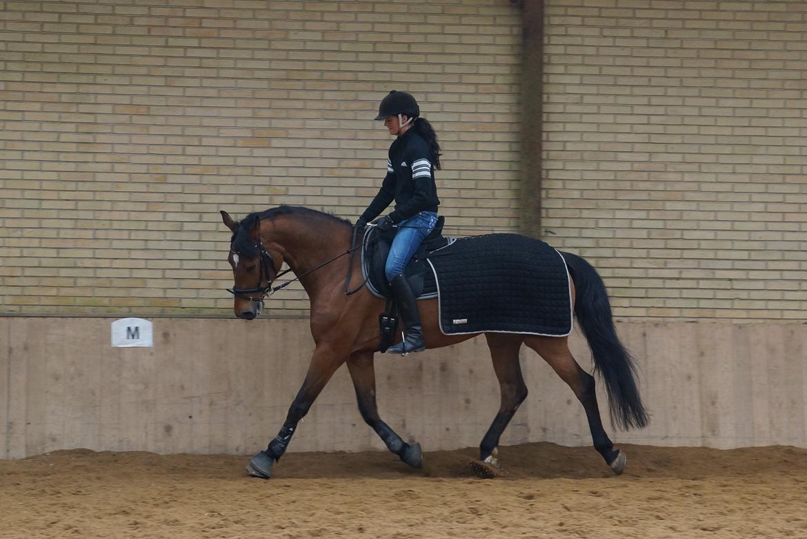 Dansk Varmblod Retina || - Dressur træning, 2013 billede 5