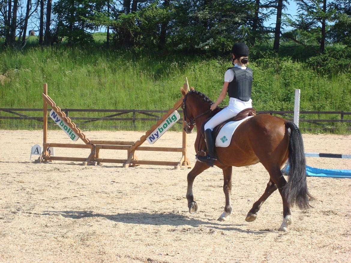 Anden særlig race Midnight billede 4