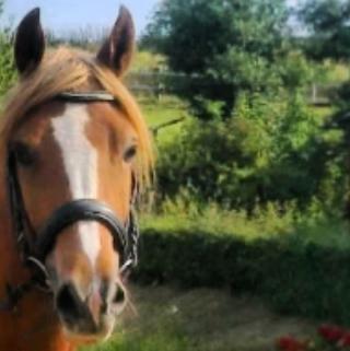 Palomino Reballe Galium (Gabriel) billede 3