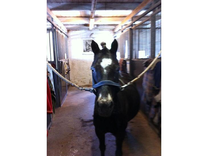 {{currentPhoto.altText}} billede {{currentPhoto.number}}