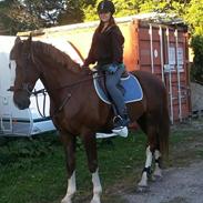 Anden særlig race Amigo