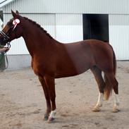 Frederiksborg Thusgårds cassiopeia