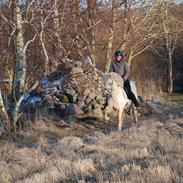 Islænder Nàd fra Halakoti