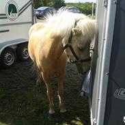 Islænder Nàd fra Halakoti