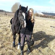 Welsh Pony af Cob-type (sec C) Gribsvads Rufus