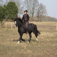 Welsh Pony af Cob-type (sec C) Gribsvads Rufus