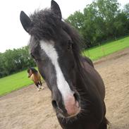 Welsh Pony af Cob-type (sec C) Gribsvads Rufus