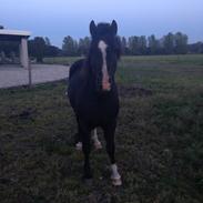 Welsh Pony af Cob-type (sec C) Gribsvads Rufus