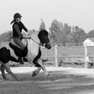 Irish Cob Crossbreed Palle