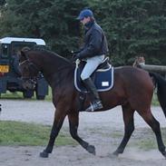 Oldenborg Shogun af Bækkeskov