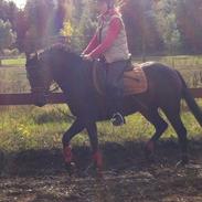 Anden særlig race Højgårds Niko