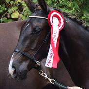 Dansk Varmblod Vestgårdens Olympia