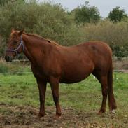 Oldenborg Lady Saska