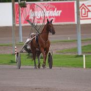 Traver TooFast TooFurious (Bølle-Bob)