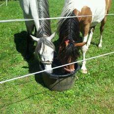 Anden særlig race Team Blues Logo Romeo
