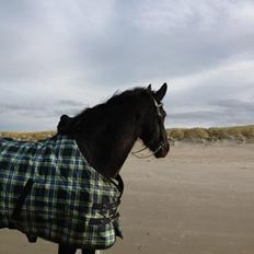 Barockpferd Hope's Kashede