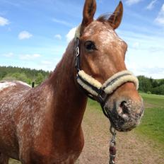 Knabstrupper Skovgårdens Rollo<3