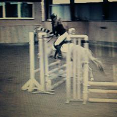 Fjordhest Aslaug *STJERNE*