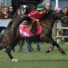 Hollandsk Sportspony Jimmy