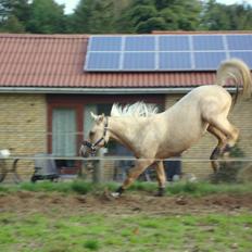 Palomino ¤  Anyska  ¤  Nysse  ¤