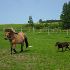 Anden særlig race Prins Knud
