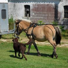 Anden særlig race Prins Knud