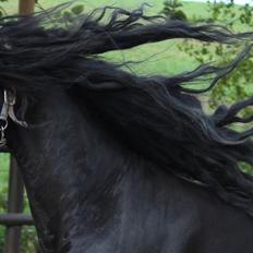 Frieser Tamke af søndergård