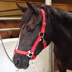 Anden særlig race Mischa <3 