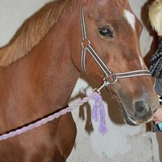 Anden særlig race Queen