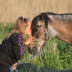 Shetlænder Grunk * Solgt  og Savnet *