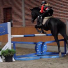 Hannoveraner Come Up 2