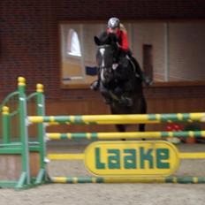 Hannoveraner Come Up 2