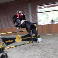 Hannoveraner Come Up 2