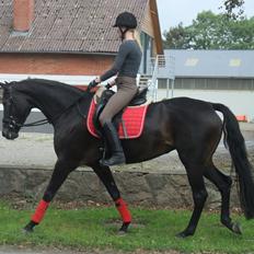 Dansk Varmblod La Felia Graciuex