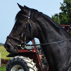 Dansk Varmblod La Felia Graciuex