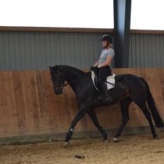 Dansk Varmblod La Felia Graciuex