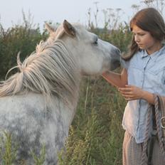 Welsh Mountain (sec A) Ailani Abildgrå