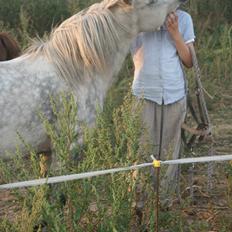 Welsh Mountain (sec A) Ailani Abildgrå
