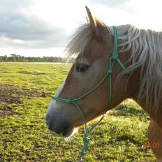 Haflinger Alexandra