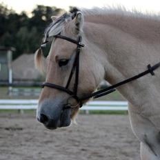 Fjordhest Fjolle [tidl. redet]