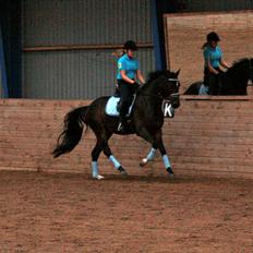 Dansk Varmblod Di Gio