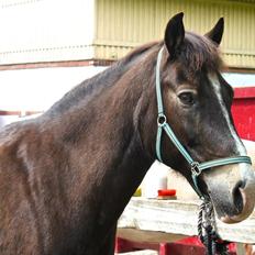 Anden særlig race Solly