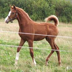 Dansk Varmblod Alby's Zoulmate