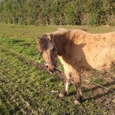 Anden særlig race Blinka<3