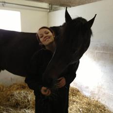 Dansk Varmblod Renoir