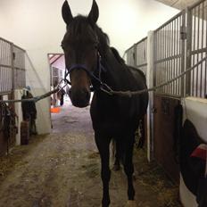 Dansk Varmblod Renoir