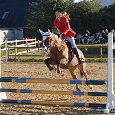 Welsh Cob (sec D) Lindberg (DEN) Nobleman